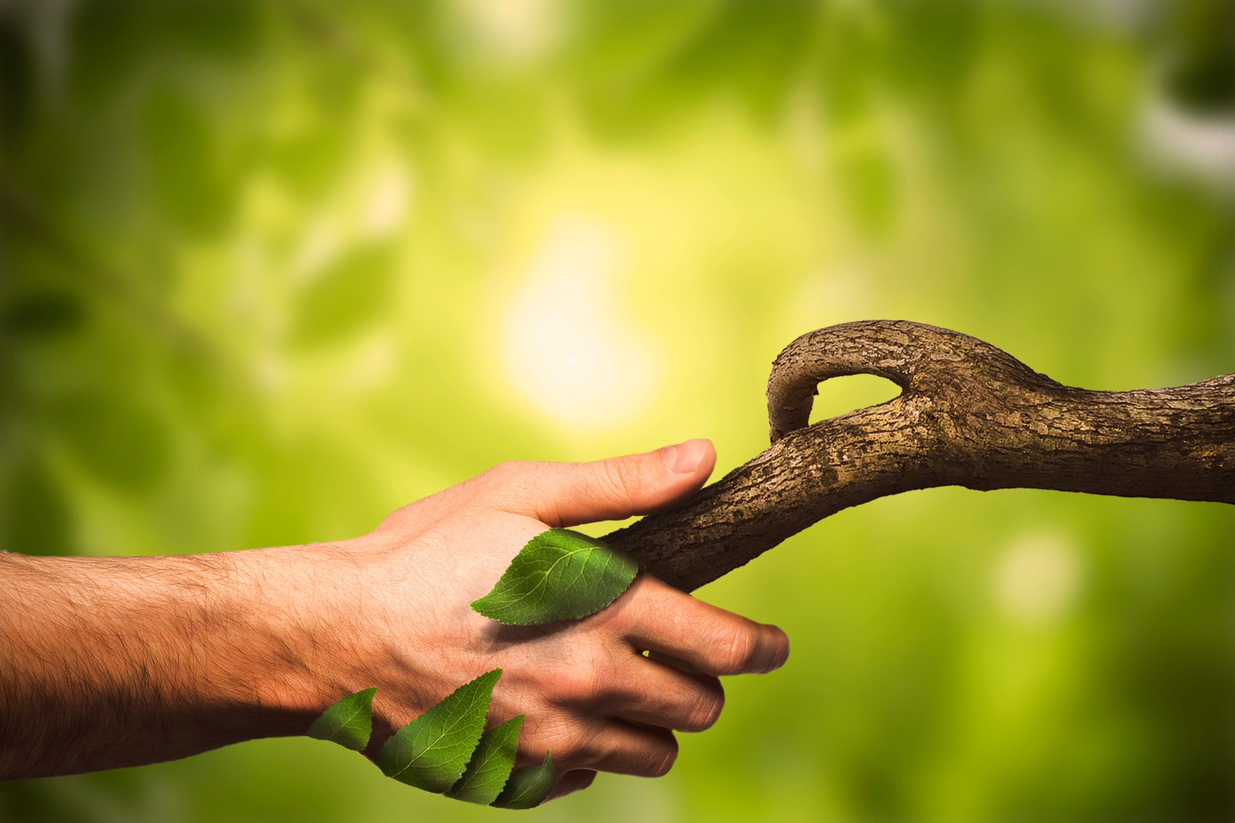 Nature manipulation. Handshaking with nature. Human hand. Nature. Forest.